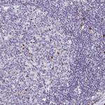 FKBP2 Antibody in Immunohistochemistry (IHC)