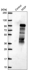 C19orf21 Antibody in Western Blot (WB)