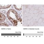 GMNN Antibody in Immunohistochemistry (IHC)