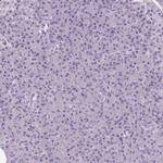 SLC8A2 Antibody in Immunohistochemistry (IHC)