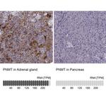 PNMT Antibody