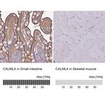 CALML4 Antibody in Immunohistochemistry (IHC)