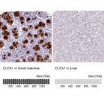 CLCA1 Antibody