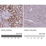 GLDC Antibody in Immunohistochemistry (IHC)