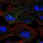 MANBA Antibody in Immunocytochemistry (ICC/IF)