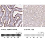 WDR54 Antibody in Immunohistochemistry (IHC)