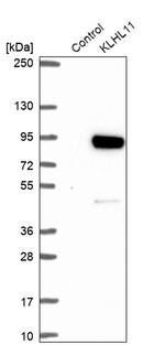 KLHL11 Antibody in Western Blot (WB)