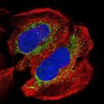 NDUFAB1 Antibody in Immunocytochemistry (ICC/IF)