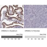 CREB3L3 Antibody