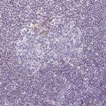 ETNK2 Antibody in Immunohistochemistry (IHC)