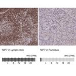 NIP7 Antibody in Immunohistochemistry (IHC)