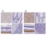 VGAT Antibody in Immunohistochemistry (IHC)