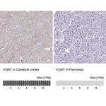 VGAT Antibody