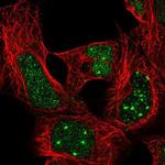 HOXA4 Antibody in Immunocytochemistry (ICC/IF)