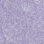 BRUNOL5 Antibody in Immunohistochemistry (IHC)