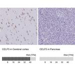 BRUNOL5 Antibody