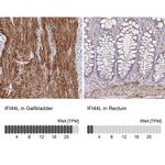 IFI44L Antibody