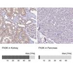 FN3K Antibody