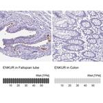 Enkurin Antibody in Immunohistochemistry (IHC)