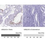 Ubiquilin 3 Antibody in Immunohistochemistry (IHC)