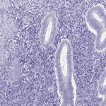 Ubiquilin 3 Antibody in Immunohistochemistry (IHC)