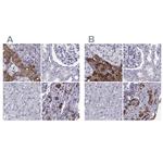 PCSK1N Antibody in Immunohistochemistry (IHC)