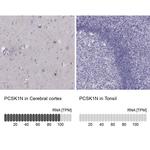 PCSK1N Antibody