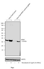 Phospho-NPM1 (Ser70) Antibody in Western Blot (WB)