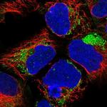 NDUFA1 Antibody in Immunocytochemistry (ICC/IF)