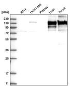 COL6A2 Antibody in Western Blot (WB)