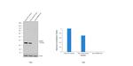 PACT Antibody in Western Blot (WB)