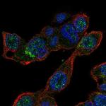 MALRD1 Antibody in Immunocytochemistry (ICC/IF)