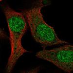 PCF11 Antibody in Immunocytochemistry (ICC/IF)