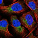 FUT8 Antibody in Immunocytochemistry (ICC/IF)