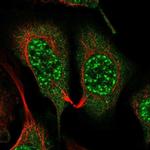 GNB5 Antibody in Immunocytochemistry (ICC/IF)