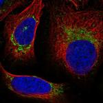 UQCRQ Antibody in Immunocytochemistry (ICC/IF)