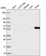 NOC4L Antibody in Western Blot (WB)