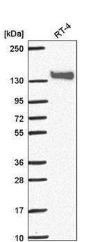 PAPLN Antibody in Western Blot (WB)