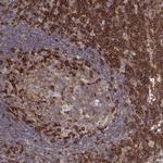 PILRA Antibody in Immunohistochemistry (IHC)