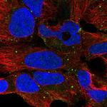 PLCH1 Antibody in Immunocytochemistry (ICC/IF)