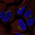 TMEM80 Antibody in Immunocytochemistry (ICC/IF)