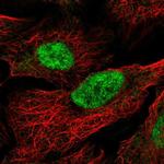 MAU2 Antibody in Immunocytochemistry (ICC/IF)