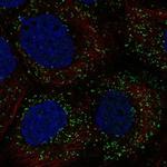 PPP1R11 Antibody in Immunocytochemistry (ICC/IF)