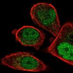 FCHO1 Antibody in Immunocytochemistry (ICC/IF)