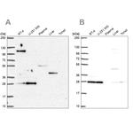 POLR2E Antibody in Western Blot (WB)