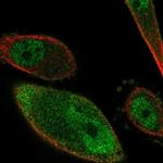 PKIG Antibody in Immunocytochemistry (ICC/IF)