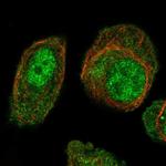 ARL4A Antibody in Immunocytochemistry (ICC/IF)