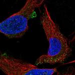 C1orf53 Antibody in Immunocytochemistry (ICC/IF)