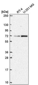 TAF5L Antibody in Western Blot (WB)