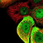 SC5D Antibody in Immunocytochemistry (ICC/IF)